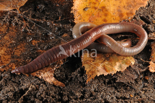 Earthworm (Lumbricus terrestris)