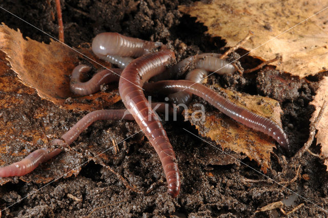 Earthworm (Lumbricus terrestris)