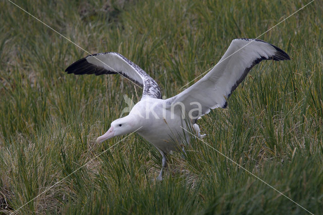 Reuzenalbatros (Diomedea exulans)