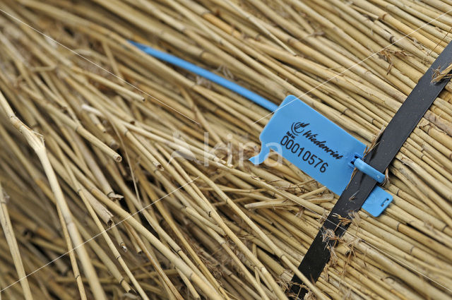 Riet (Phragmites australis)