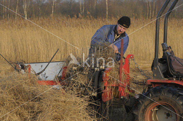 Riet (Phragmites australis)