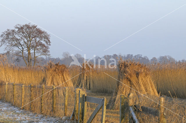 Riet (Phragmites australis)