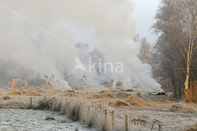 Riet (Phragmites australis)