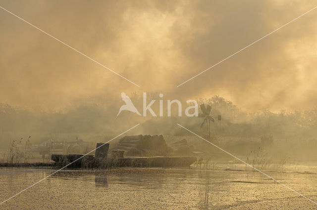 Riet (Phragmites australis)