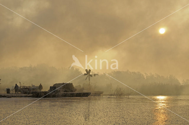 Riet (Phragmites australis)