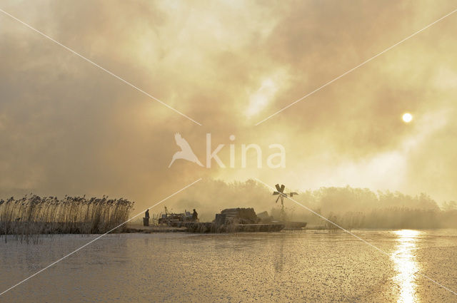 Riet (Phragmites australis)