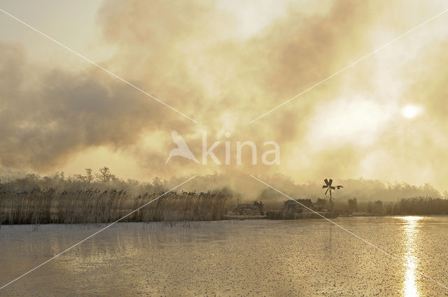 Riet (Phragmites australis)