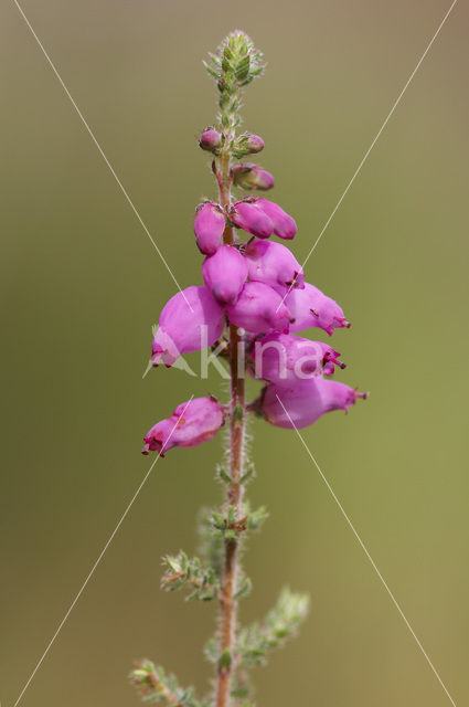 Bell Heather (Erica cinerea)