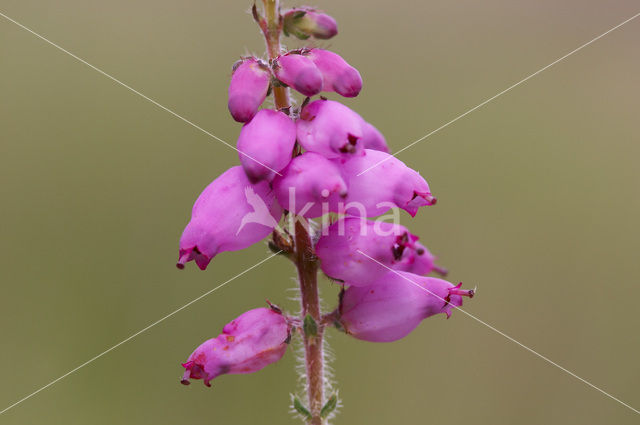 Bell Heather (Erica cinerea)