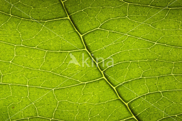 Rode kornoelje (Cornus sanguinea)