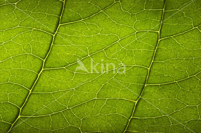 Rode kornoelje (Cornus sanguinea)