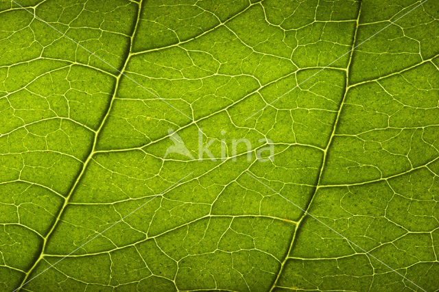 Rode kornoelje (Cornus sanguinea)