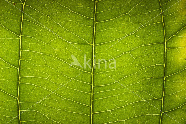 Dogwood (Cornus sanguinea)