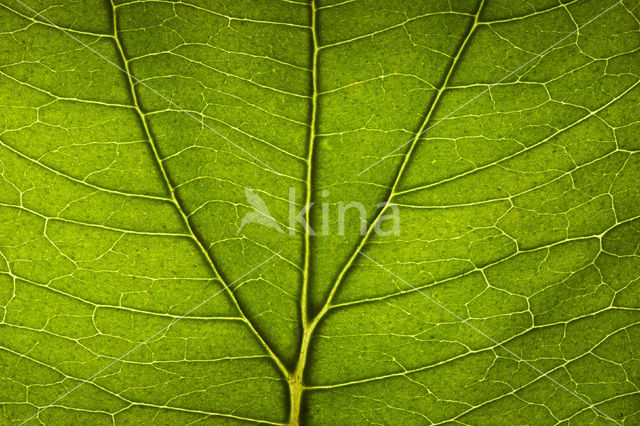 Rode kornoelje (Cornus sanguinea)