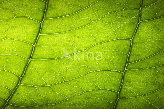 Rode kornoelje (Cornus sanguinea)