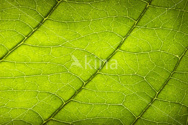 Rode kornoelje (Cornus sanguinea)