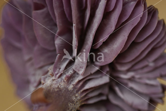 Amethyst Deceiver (Laccaria amethystina)