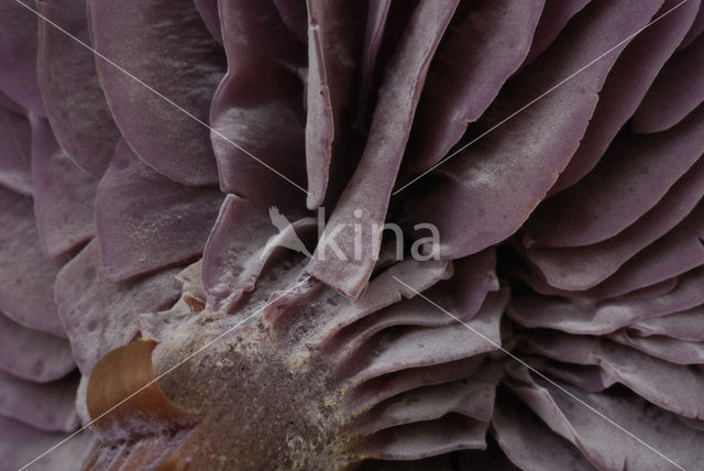 Amethyst Deceiver (Laccaria amethystina)