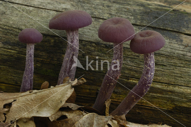 Amethyst Deceiver (Laccaria amethystina)