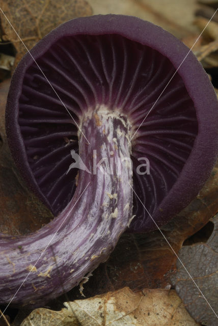 Amethyst Deceiver (Laccaria amethystina)