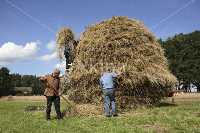 Rye (Secale cereale)