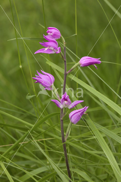 Red Helleborine (Cephalanthera rubra)