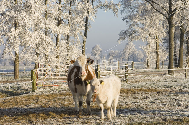 red-and-white Cow (Bos domesticus)