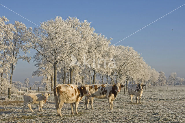 Roodbonte MRIJ Koe (Bos domesticus)