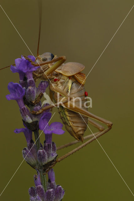 Saddle-backed bush-cricket (Ephippiger provincialis)