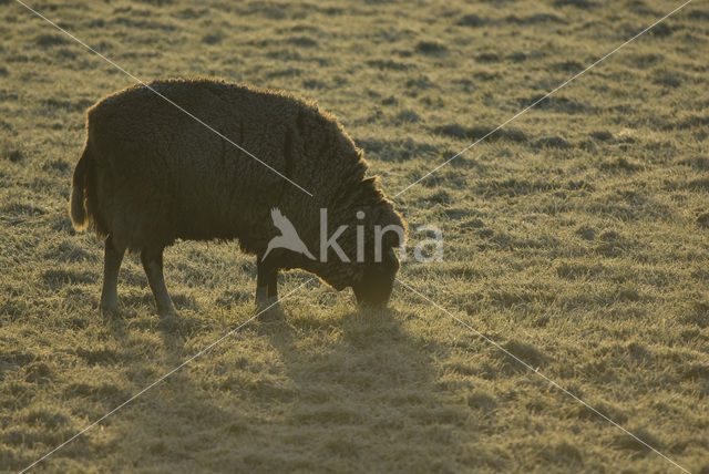 Sheep (Ovis domesticus)