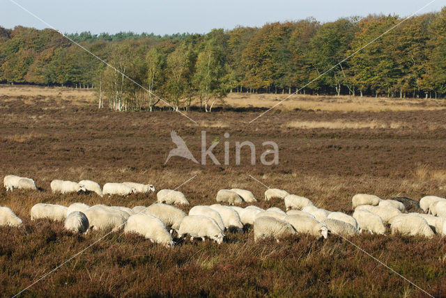 Sheep (Ovis domesticus)