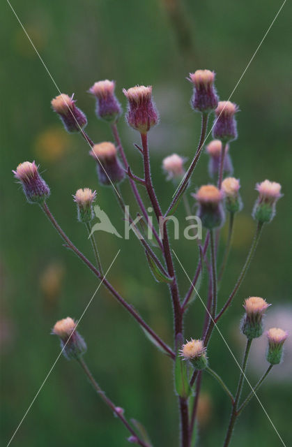 Scherpe fijnstraal (Erigeron acer)