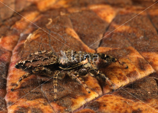 Jumping Spider (Marpissa muscosa)