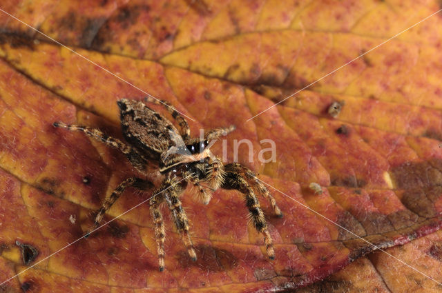 Jumping Spider (Marpissa muscosa)