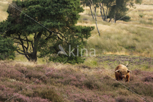 Highland Cow (Bos domesticus)