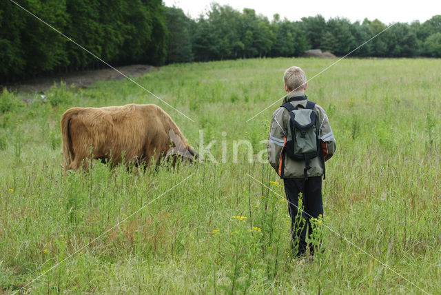 Schotse Hooglander