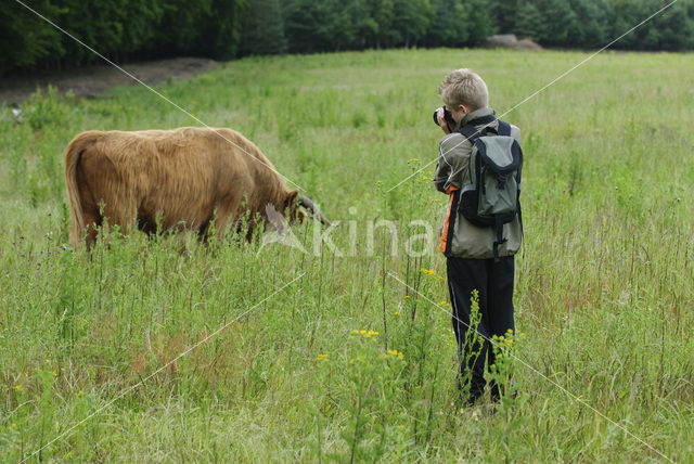 Schotse Hooglander