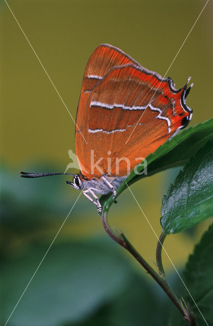 Brown Hairstreak (Thecla betulae)