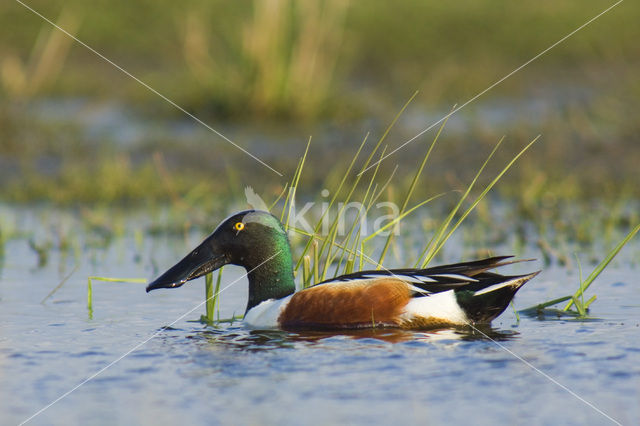 Slobeend (Anas clypeata)