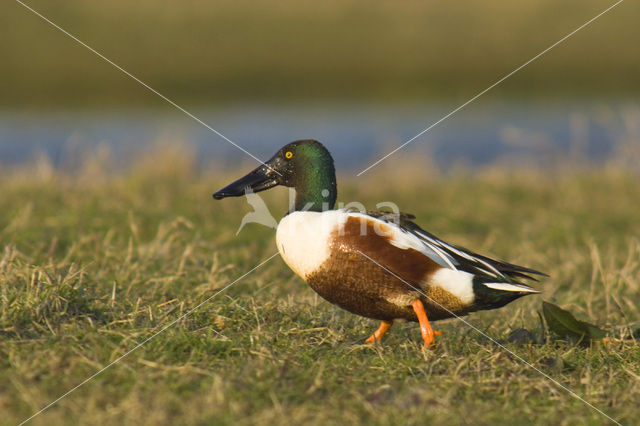 Slobeend (Anas clypeata)