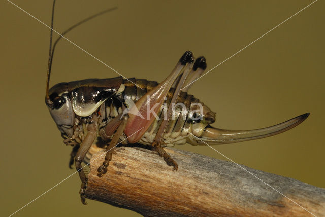 Small Alpine Bush-cricket (Anonconotus alpinus)