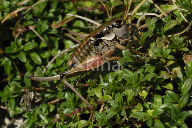 Small Alpine Bush-cricket (Anonconotus alpinus)