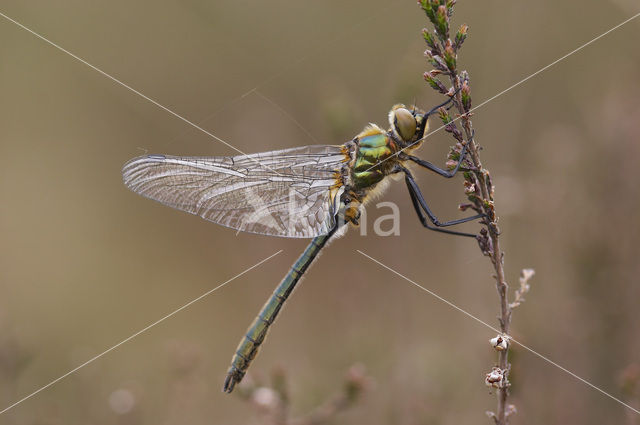 Downy Emerald (Cordulia aenea)