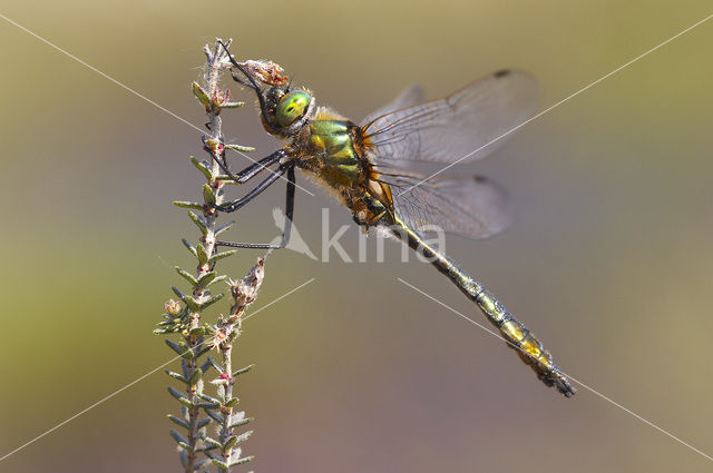 Smaragdlibel (Cordulia aenea)