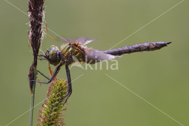 Downy Emerald (Cordulia aenea)
