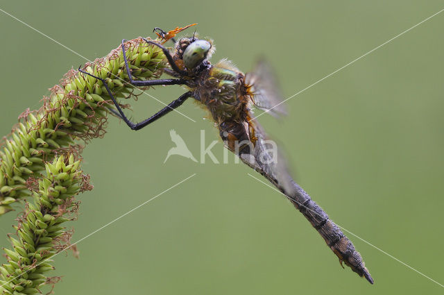 Downy Emerald (Cordulia aenea)