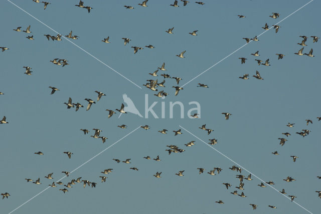 Wigeon (Anas penelope)