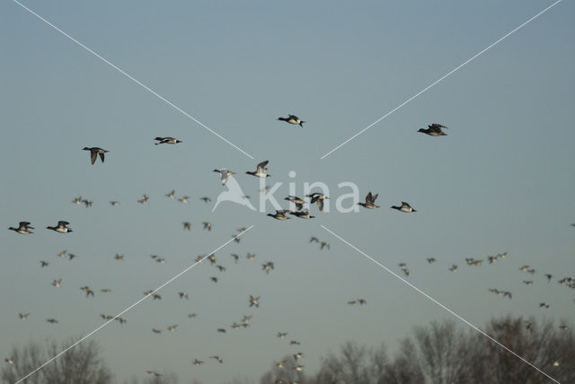 Wigeon (Anas penelope)