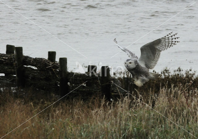 Snowy Owl (Bubo scandiacus)