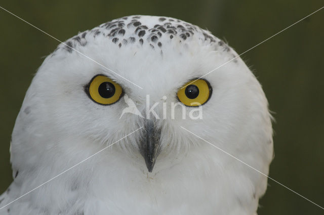 Sneeuwuil (Bubo scandiacus)
